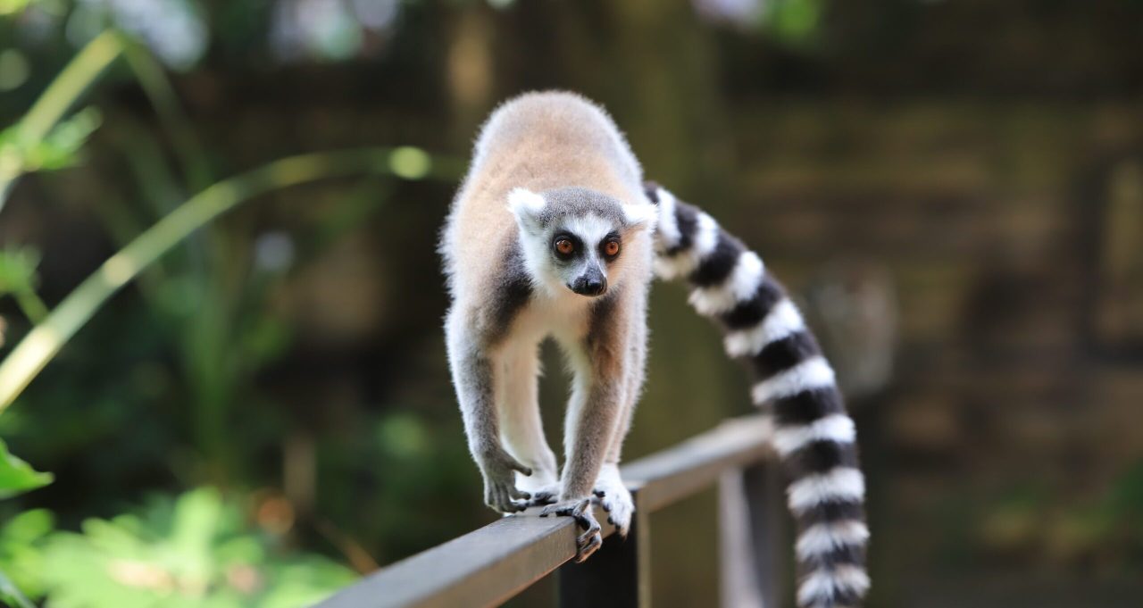 a small brown animal