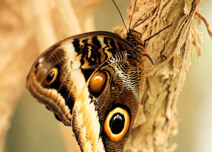 a close up of a butterfly