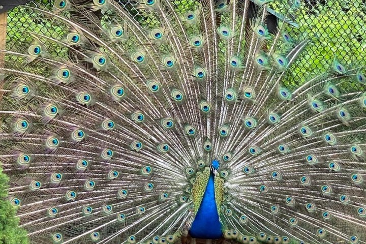 a close up of a bird