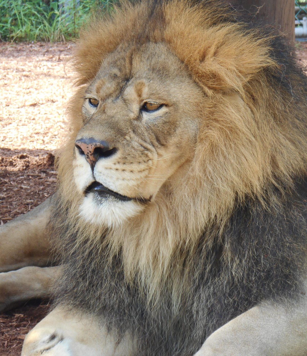 A photo of a lion